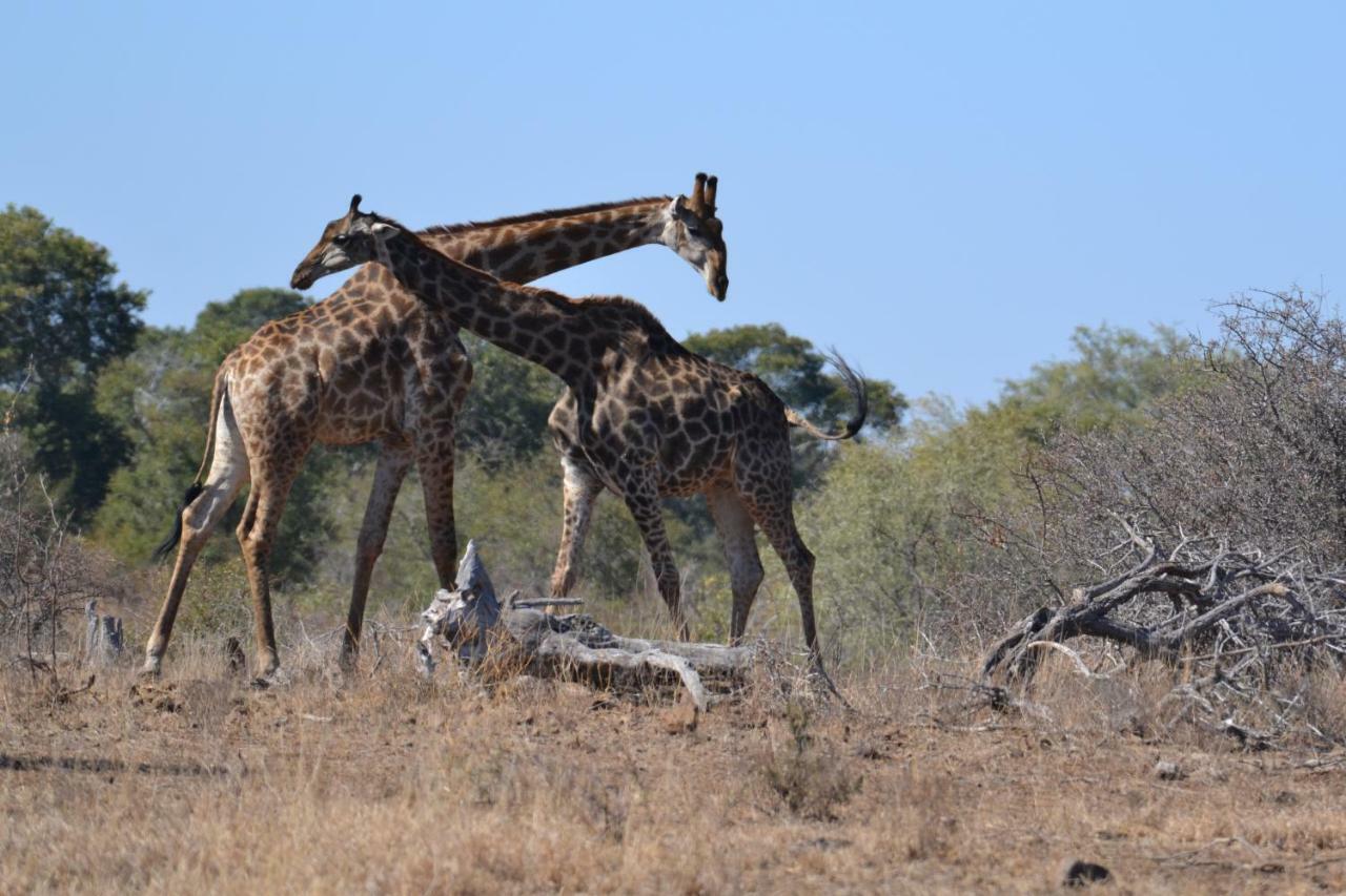 Mzsingitana Tented Camp Ходспруит Екстериор снимка