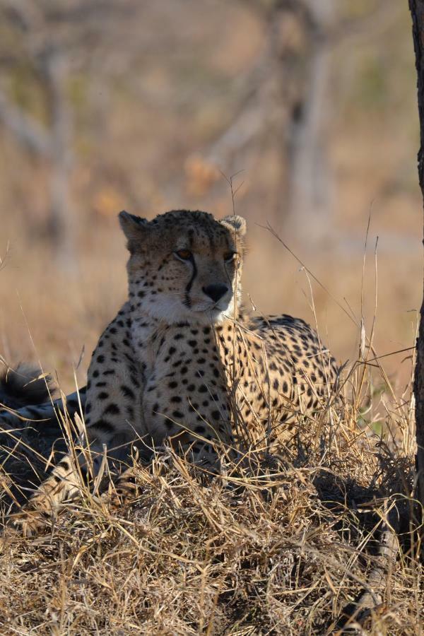 Mzsingitana Tented Camp Ходспруит Екстериор снимка