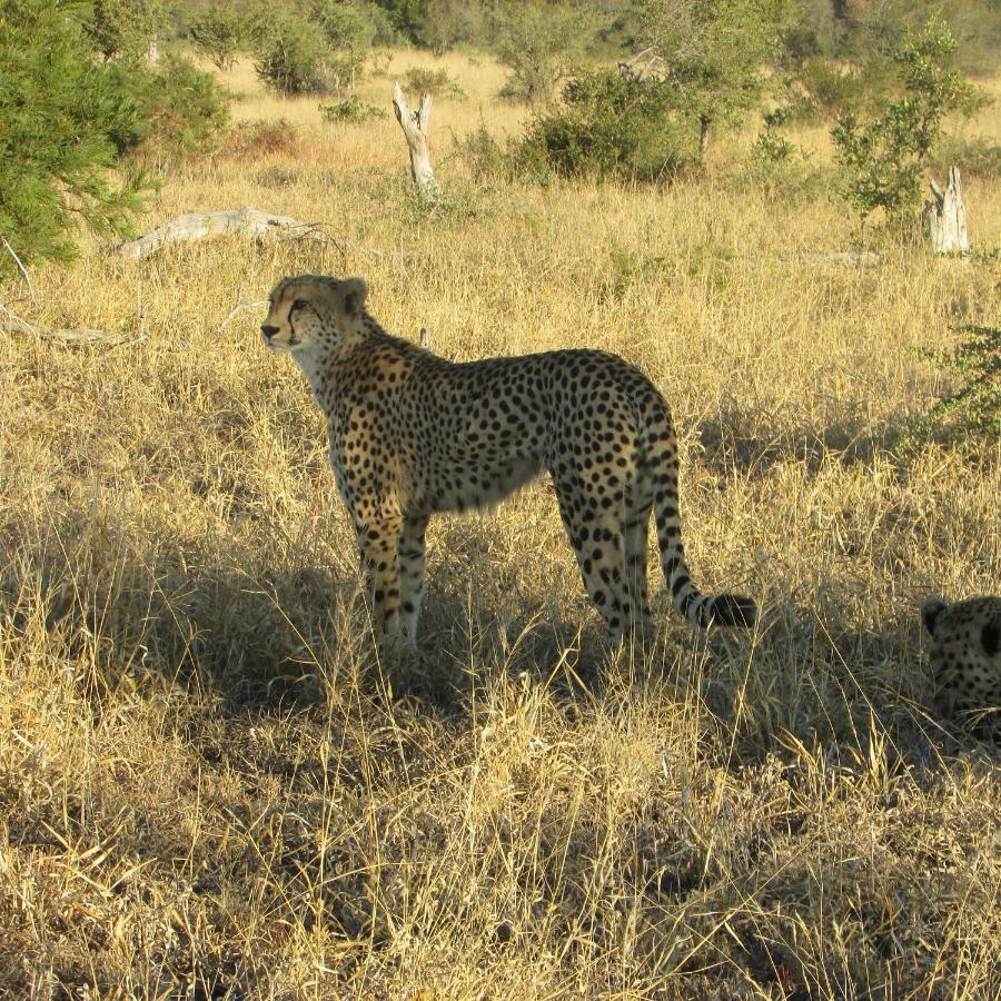 Mzsingitana Tented Camp Ходспруит Екстериор снимка