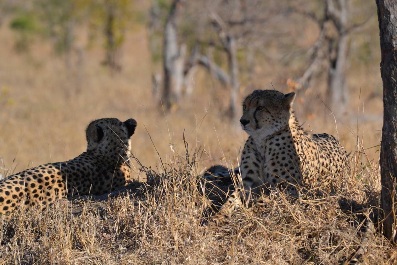 Mzsingitana Tented Camp Ходспруит Екстериор снимка