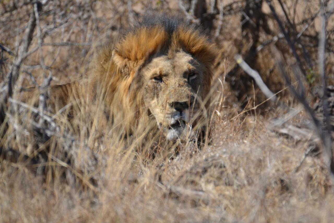 Mzsingitana Tented Camp Ходспруит Екстериор снимка