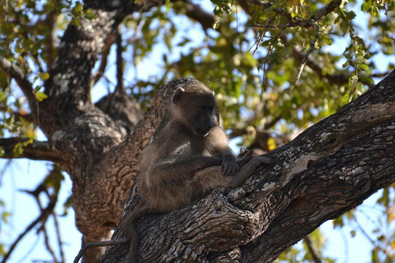 Mzsingitana Tented Camp Ходспруит Екстериор снимка